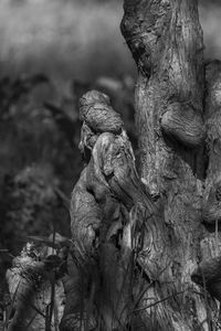 Close-up of old tree trunk