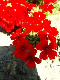 Close-up of red flowers blooming outdoors