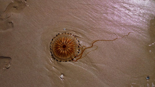 High angle view of a beach