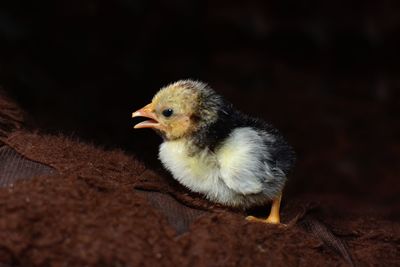 Close-up of baby chicken