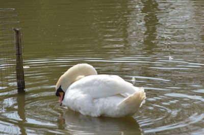 Swans swimming in water