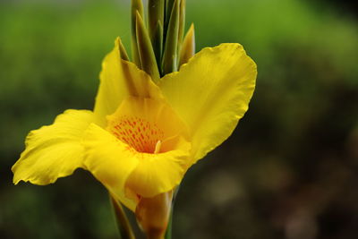 Close-up of yellow flowering plant