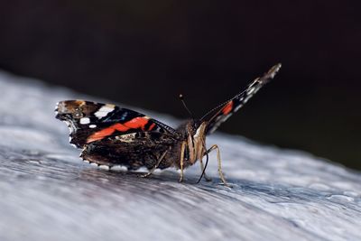 Close-up of butterfly on wooden plank