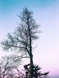 Low angle view of tree against clear sky