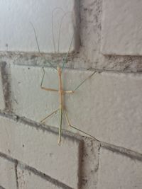 Stick insect on wall