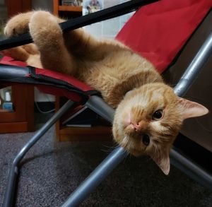 Portrait of ginger cat on seat