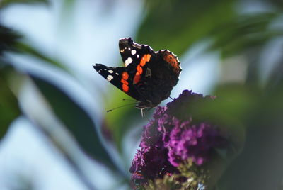 Butterfly on flower