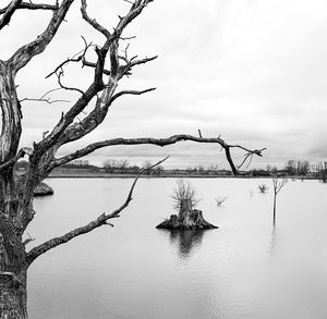 Bare tree by lake against sky