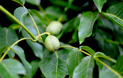 Close-up of walnuts  growing on plant