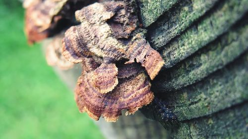 Close-up of mushroom growing on tree trunk