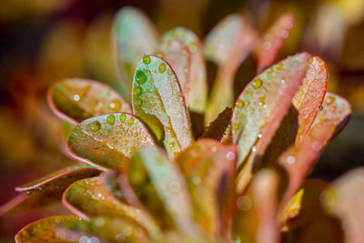 Close-up of wet plant