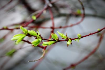 Close-up of plant growing outdoors