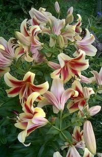 High angle view of pink flowers on plant