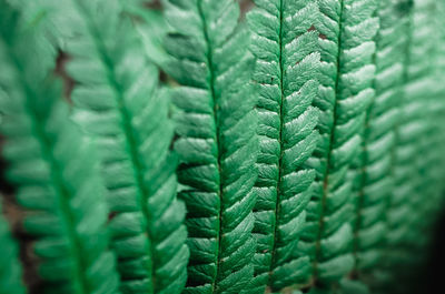 Close-up of fern leaves