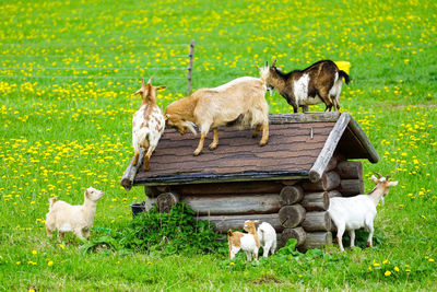 View of a dog on grassland