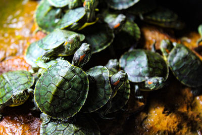 High angle view of shells on plant