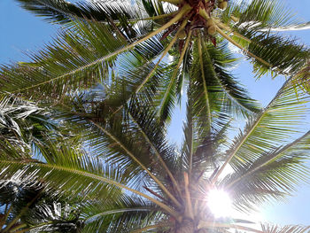 Low angle view of palm trees against sky