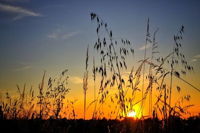 Silhouette of plants growing on field against sky during sunset