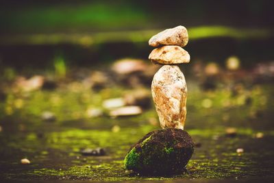 Close-up of stone on land