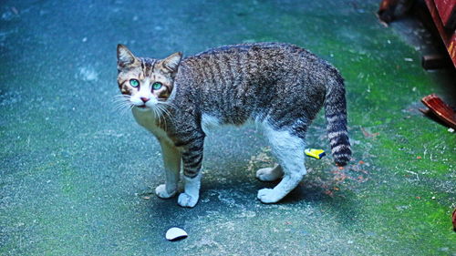 Portrait of cat sitting outdoors