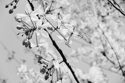 Low angle view of cherry blossom against sky