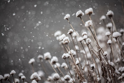 Close-up of frozen dry plants