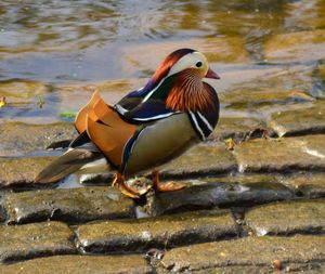 Close-up of birds in lake