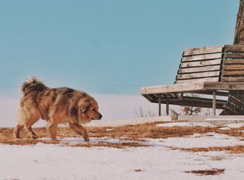 Dog standing on snow covered land