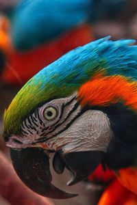 Close-up of parrot