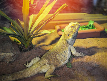 Close-up of a lizard