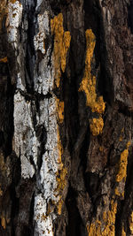 Close-up of lichen on tree trunk