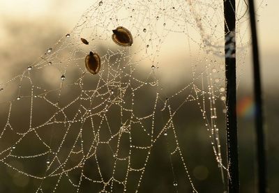 Close-up of spider on web