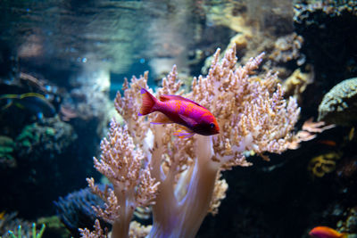 Fish swimming in sea