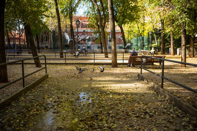 Trees in playground