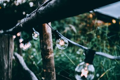 Close-up of raindrops on branch