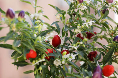 Close-up of cherries on tree