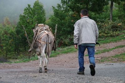 Rear view of man with donkey the on road