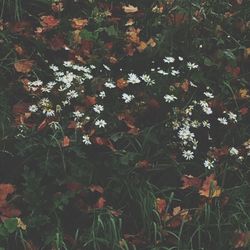 Plants growing on field