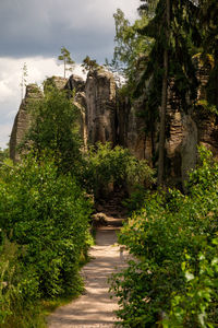 Footpath amidst plants against sky