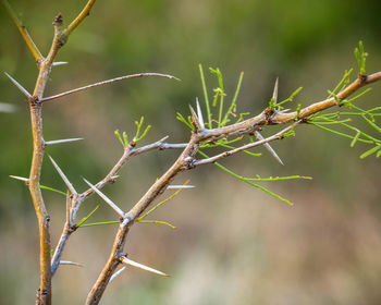 Close-up of twig on branch