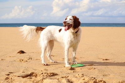 Dog on beach