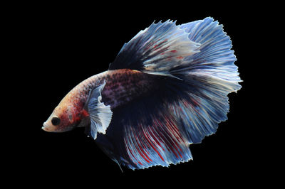 Close-up of fish in sea against black background