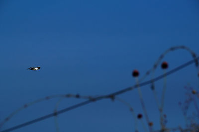 Low angle view of bird flying against clear blue sky