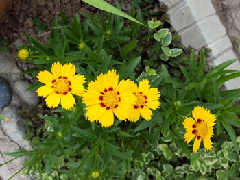 High angle view of yellow flowering plants