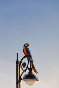 Low angle view of bird perching on metal against sky