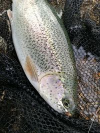 Close-up of fish on net