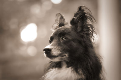 Close-up of dog looking away