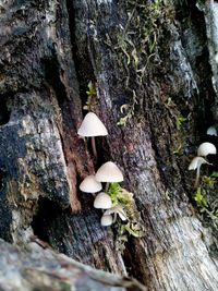 Close-up of mushroom growing on tree trunk