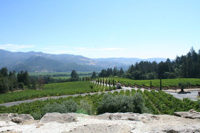 View of trees on field in front of mountains against clear blue sky