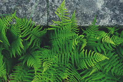 Directly above shot of ferns growing on field